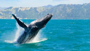 Kaikoura Whale Watch